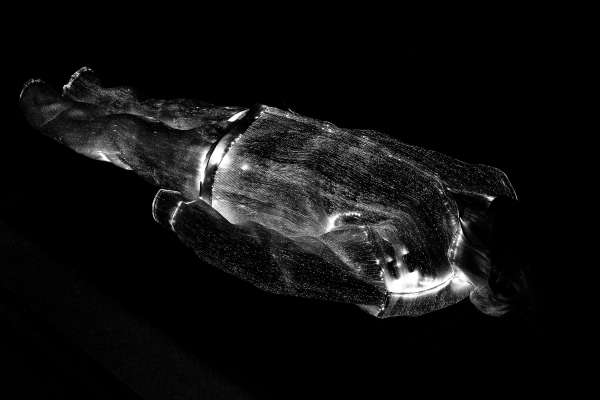 Lampyris Nocticula 1